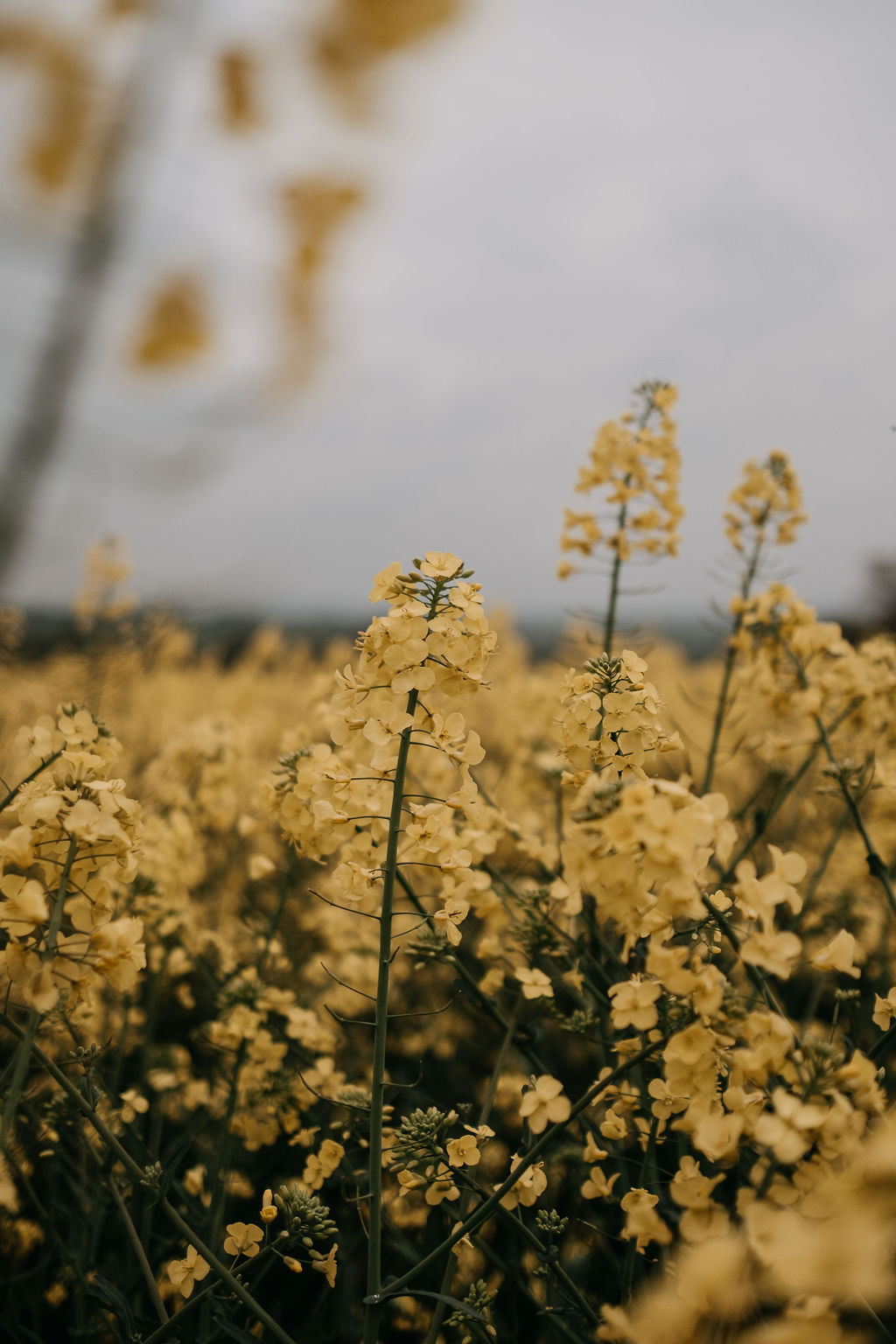 Yellow rapeseed field in Derbyshire