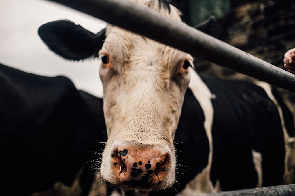 Black & White Cow on a farm